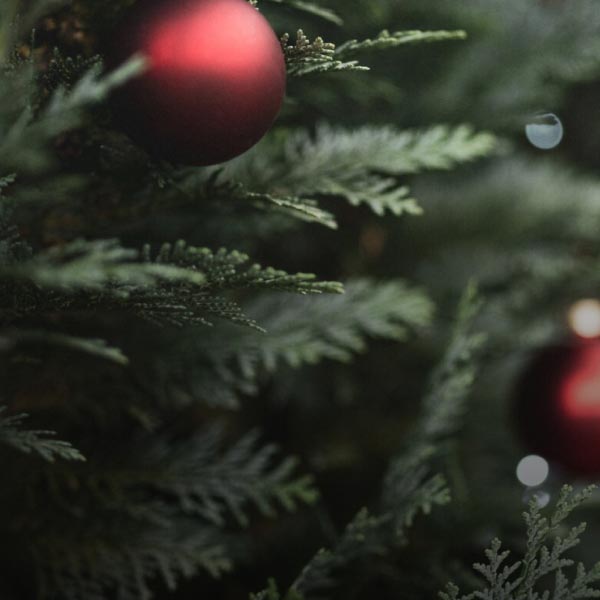 Nahaufnahme eines Weihnachtsbaums mit grünen Nadeln und roten Kugeln.